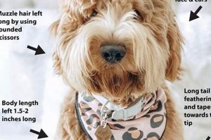 The Ultimate Guide to Teddy Bear Head Grooming Teddy Information – Everything You Need to Know About Teddy Bears The Ultimate Guide to Teddy Bear Head Grooming | Teddy Information – Everything You Need to Know About Teddy Bears