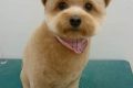 Adorable Puppy Cut Teddy Bear Styles Teddy Information – Everything You Need to Know About Teddy Bears Adorable Puppy Cut Teddy Bear Styles | Teddy Information – Everything You Need to Know About Teddy Bears