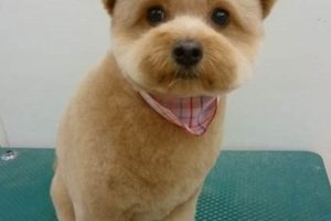 Adorable Puppy Cut Teddy Bear Styles Teddy Information – Everything You Need to Know About Teddy Bears Adorable Puppy Cut Teddy Bear Styles | Teddy Information – Everything You Need to Know About Teddy Bears