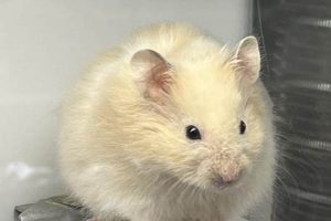 Caring for Your Male Teddy Bear Hamster Teddy Information – Everything You Need to Know About Teddy Bears Caring for Your Male Teddy Bear Hamster | Teddy Information – Everything You Need to Know About Teddy Bears