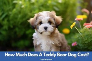 Teddy Bear Dog Price Guide: Find Your Perfect Pup Teddy Information – Everything You Need to Know About Teddy Bears Teddy Bear Dog Price Guide: Find Your Perfect Pup | Teddy Information – Everything You Need to Know About Teddy Bears