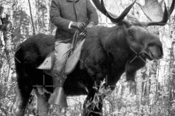 The Truth About Teddy Roosevelt's Moose Ride Teddy Information – Everything You Need to Know About Teddy Bears The Truth About Teddy Roosevelt's Moose Ride | Teddy Information – Everything You Need to Know About Teddy Bears