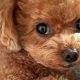 Adorable Teddy Bear Poodles Now Available! | Teddy Information – Everything You Need to Know About Teddy Bears