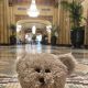 Experience the Roosevelt New Orleans Teddy Bear Tea Magic | Teddy Information – Everything You Need to Know About Teddy Bears