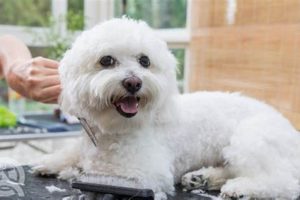 Adorable Teddy Bear Face Dog Grooming Teddy Information – Everything You Need to Know About Teddy Bears Adorable Teddy Bear Face Dog Grooming | Teddy Information – Everything You Need to Know About Teddy Bears
