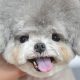 The Cutest Teddy Bear Dog Haircut Styles | Teddy Information – Everything You Need to Know About Teddy Bears