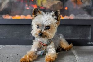 Adorable Full Grown Teddy Bear Yorkies: A Guide Teddy Information – Everything You Need to Know About Teddy Bears Adorable Full Grown Teddy Bear Yorkies: A Guide | Teddy Information – Everything You Need to Know About Teddy Bears