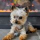 Adorable Full Grown Teddy Bear Yorkies: A Guide | Teddy Information – Everything You Need to Know About Teddy Bears