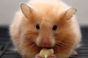 Teddy Bear Hamster Lifespan: Guide & Tips Teddy Information – Everything You Need to Know About Teddy Bears Teddy Bear Hamster Lifespan: Guide & Tips | Teddy Information – Everything You Need to Know About Teddy Bears