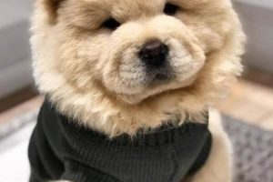 Adorable Chow Chow Teddy Bear Puppies & Care Teddy Information – Everything You Need to Know About Teddy Bears Adorable Chow Chow Teddy Bear Puppies & Care | Teddy Information – Everything You Need to Know About Teddy Bears