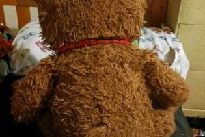 How to Identify Your Teddy Bear: A Collector's Guide Teddy Information – Everything You Need to Know About Teddy Bears How to Identify Your Teddy Bear: A Collector's Guide | Teddy Information – Everything You Need to Know About Teddy Bears