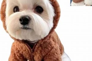 Adorable Dog Teddy Bear Costumes for Your Furry Friend Teddy Information – Everything You Need to Know About Teddy Bears Adorable Dog Teddy Bear Costumes for Your Furry Friend | Teddy Information – Everything You Need to Know About Teddy Bears