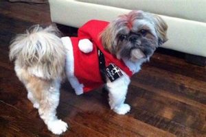 Adopt a Teddy Bear Dog: Rescue & Find Love Teddy Information – Everything You Need to Know About Teddy Bears Adopt a Teddy Bear Dog: Rescue & Find Love | Teddy Information – Everything You Need to Know About Teddy Bears