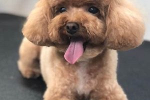 Adorable Black Toy Poodle Teddy Bear Cuts Teddy Information – Everything You Need to Know About Teddy Bears Adorable Black Toy Poodle Teddy Bear Cuts | Teddy Information – Everything You Need to Know About Teddy Bears
