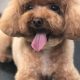 Adorable Black Toy Poodle Teddy Bear Cuts | Teddy Information – Everything You Need to Know About Teddy Bears