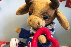 Cuddly Bull Teddy Bears: Plush & Strong Teddy Information – Everything You Need to Know About Teddy Bears Cuddly Bull Teddy Bears: Plush & Strong | Teddy Information – Everything You Need to Know About Teddy Bears
