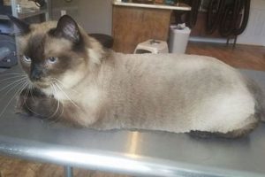 The Teddy Bear Comb Cut Cat Guide Teddy Information – Everything You Need to Know About Teddy Bears The Teddy Bear Comb Cut Cat Guide | Teddy Information – Everything You Need to Know About Teddy Bears