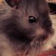 Adorable Black and White Teddy Bear Hamsters as Pets | Teddy Information – Everything You Need to Know About Teddy Bears