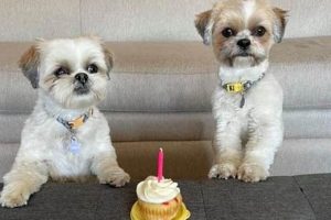 Teddy Bear Dog Lifespan: Breed & Care Guide Teddy Information – Everything You Need to Know About Teddy Bears Teddy Bear Dog Lifespan: Breed & Care Guide | Teddy Information – Everything You Need to Know About Teddy Bears