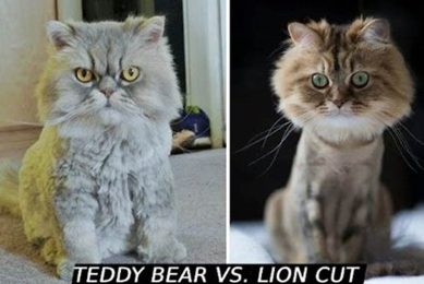 Cat Teddy Bear Cut vs. Lion Cut: Which is Best? Teddy Information – Everything You Need to Know About Teddy Bears Cat Teddy Bear Cut vs. Lion Cut: Which is Best? | Teddy Information – Everything You Need to Know About Teddy Bears