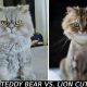 Cat Teddy Bear Cut vs. Lion Cut: Which is Best? | Teddy Information – Everything You Need to Know About Teddy Bears