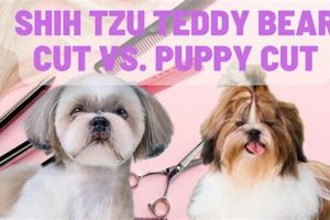 Best Teddy Bear vs. Puppy Cut: Dog Grooming Guide Teddy Information – Everything You Need to Know About Teddy Bears Best Teddy Bear vs. Puppy Cut: Dog Grooming Guide | Teddy Information – Everything You Need to Know About Teddy Bears