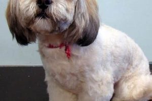 Adorable Teddy Bear Lhasa Apso Cuts Teddy Information – Everything You Need to Know About Teddy Bears Adorable Teddy Bear Lhasa Apso Cuts | Teddy Information – Everything You Need to Know About Teddy Bears
