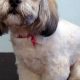 Adorable Teddy Bear Lhasa Apso Cuts | Teddy Information – Everything You Need to Know About Teddy Bears
