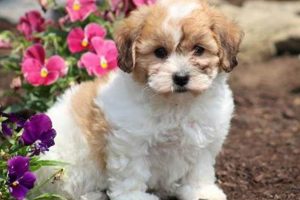 Adorable Teddy Bear Dog Size Guide & FAQs Teddy Information – Everything You Need to Know About Teddy Bears Adorable Teddy Bear Dog Size Guide & FAQs | Teddy Information – Everything You Need to Know About Teddy Bears