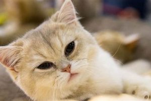 Adorable Teddy Bear Cat Breeds & Kittens Teddy Information – Everything You Need to Know About Teddy Bears Adorable Teddy Bear Cat Breeds & Kittens | Teddy Information – Everything You Need to Know About Teddy Bears