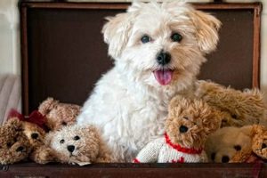 Cute Teddy Bear Dog Bags & Carriers Teddy Information – Everything You Need to Know About Teddy Bears Cute Teddy Bear Dog Bags & Carriers | Teddy Information – Everything You Need to Know About Teddy Bears