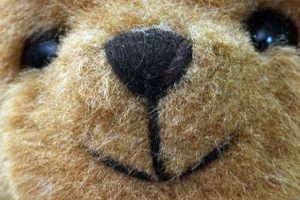 Adorable Teddy Bear Face Traits: A Guide Teddy Information – Everything You Need to Know About Teddy Bears Adorable Teddy Bear Face Traits: A Guide | Teddy Information – Everything You Need to Know About Teddy Bears