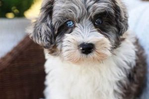 Adorable Teddy Bear Schnoodle Puppies Teddy Information – Everything You Need to Know About Teddy Bears Adorable Teddy Bear Schnoodle Puppies | Teddy Information – Everything You Need to Know About Teddy Bears