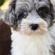 Adorable Teddy Bear Schnoodle Puppies | Teddy Information – Everything You Need to Know About Teddy Bears