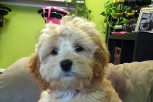 Adorable Teddy Bear Cavachon Haircut Styles Teddy Information – Everything You Need to Know About Teddy Bears Adorable Teddy Bear Cavachon Haircut Styles | Teddy Information – Everything You Need to Know About Teddy Bears