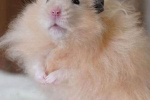 Cozy Hamster Teddy Bear Cuddle Buddy Teddy Information – Everything You Need to Know About Teddy Bears Cozy Hamster Teddy Bear Cuddle Buddy | Teddy Information – Everything You Need to Know About Teddy Bears