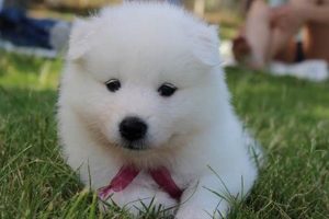 Teddy Bear Dogs: Pros & Cons Guide Teddy Information – Everything You Need to Know About Teddy Bears Teddy Bear Dogs: Pros & Cons Guide | Teddy Information – Everything You Need to Know About Teddy Bears