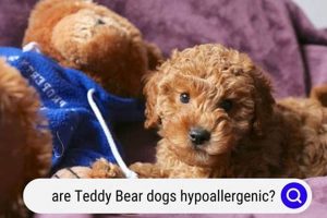 Teddy Bear Dogs: Truly Hypoallergenic or Myth? Teddy Information – Everything You Need to Know About Teddy Bears Teddy Bear Dogs: Truly Hypoallergenic or Myth? | Teddy Information – Everything You Need to Know About Teddy Bears