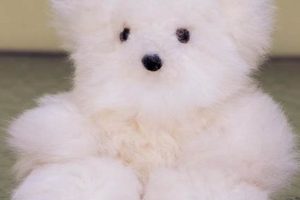 Cuddly Alpaca Wool Teddy Bears for Kids Teddy Information – Everything You Need to Know About Teddy Bears Cuddly Alpaca Wool Teddy Bears for Kids | Teddy Information – Everything You Need to Know About Teddy Bears