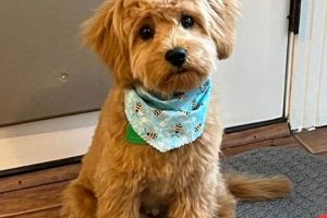 Adorable Teddy Bear Cut Cavapoochon Pups Teddy Information – Everything You Need to Know About Teddy Bears Adorable Teddy Bear Cut Cavapoochon Pups | Teddy Information – Everything You Need to Know About Teddy Bears