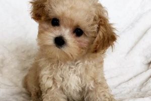 Find Adorable Teddy Bear Dogs Near You Now! Teddy Information – Everything You Need to Know About Teddy Bears Find Adorable Teddy Bear Dogs Near You Now! | Teddy Information – Everything You Need to Know About Teddy Bears