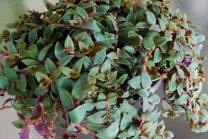 Cuddly Teddy Bear Vine Plant Guide Teddy Information – Everything You Need to Know About Teddy Bears Cuddly Teddy Bear Vine Plant Guide | Teddy Information – Everything You Need to Know About Teddy Bears