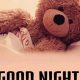 Sweet Dreams: Good Night Teddy Bear Lullaby | Teddy Information – Everything You Need to Know About Teddy Bears