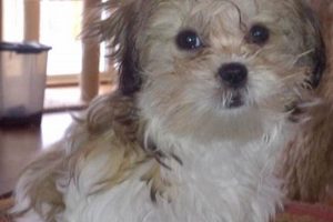 Adorable Teddy Bear Malshi Puppies: Find Your Perfect Companion Teddy Information – Everything You Need to Know About Teddy Bears Adorable Teddy Bear Malshi Puppies: Find Your Perfect Companion | Teddy Information – Everything You Need to Know About Teddy Bears