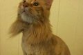Adorable Maine Coon Teddy Bear Cut Styles Teddy Information – Everything You Need to Know About Teddy Bears Adorable Maine Coon Teddy Bear Cut Styles | Teddy Information – Everything You Need to Know About Teddy Bears