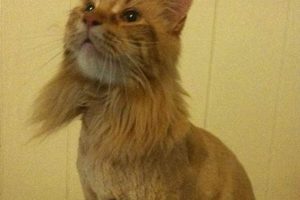 Adorable Maine Coon Teddy Bear Cut Styles Teddy Information – Everything You Need to Know About Teddy Bears Adorable Maine Coon Teddy Bear Cut Styles | Teddy Information – Everything You Need to Know About Teddy Bears