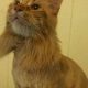 Adorable Maine Coon Teddy Bear Cut Styles | Teddy Information – Everything You Need to Know About Teddy Bears