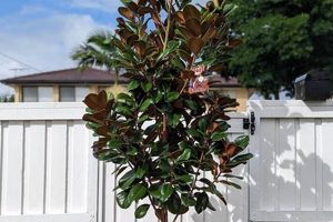 Planting Teddy Bear Magnolia: Tips & Tricks Teddy Information – Everything You Need to Know About Teddy Bears Planting Teddy Bear Magnolia: Tips & Tricks | Teddy Information – Everything You Need to Know About Teddy Bears