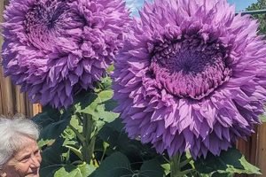 Grow Stunning Purple Teddy Bear Sunflowers Easily Teddy Information – Everything You Need to Know About Teddy Bears Grow Stunning Purple Teddy Bear Sunflowers Easily | Teddy Information – Everything You Need to Know About Teddy Bears