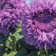 Grow Stunning Purple Teddy Bear Sunflowers Easily | Teddy Information – Everything You Need to Know About Teddy Bears